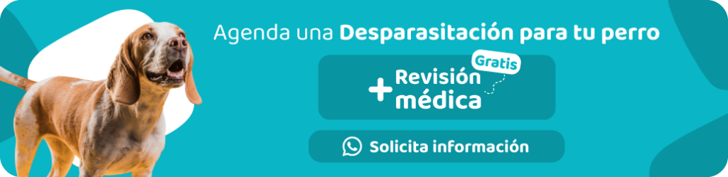 Agenda desparasitación para tu perro en Happy Friends