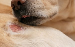 Como saber si tu perro tiene parásitos