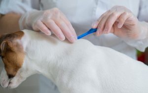 Cada cuanto tiempo debo desparasitar a mi perro