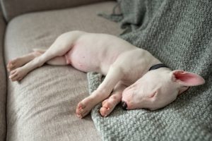 Cuidados de tu perro después de la desparasitación