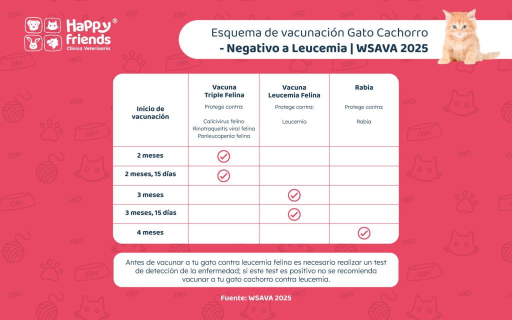 Esquema de vacunación gato cachorro negativo a leucemia