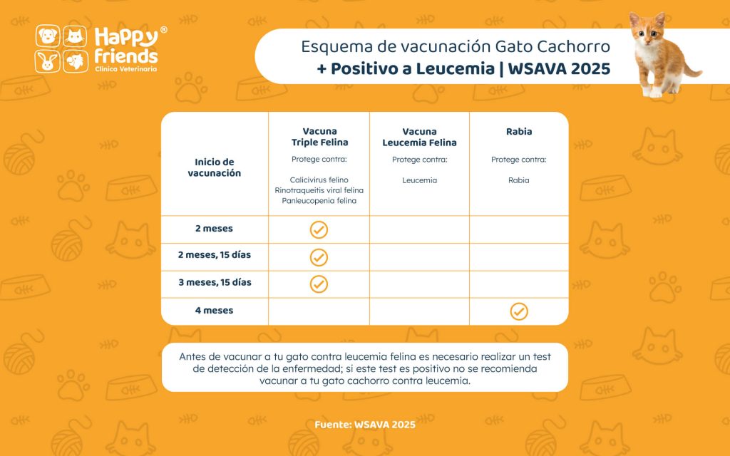 Esquema de vacunación gato cachorro positivo a leucemia
