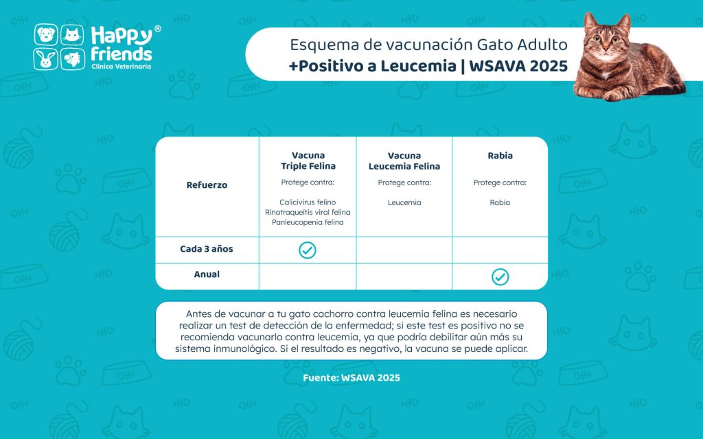 Esquema de vacunación gato adulto positivo a leucemia