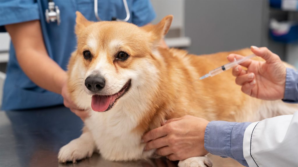 Vacunas para perros: Guía completa para la salud de tu mascota