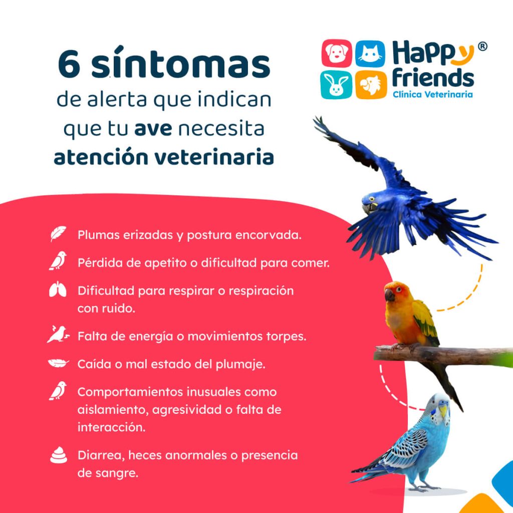 Tres aves exóticas con fondo informativo sobre seis síntomas de alerta que indican que un ave necesita atención veterinaria.