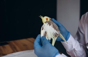 Veterinario con guantes azules examinando el ala de un ave en consulta, revisando su plumaje y estado de salud.