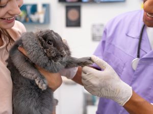 Veterinario de conejos en consulta veterinaria examinando la pata de un conejo gris, sostenido por su dueña. 