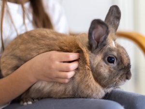 Niña acaricia un conejo marrón en sus piernas, destacando el vínculo entre niños y mascotas en un ambiente hogareño.