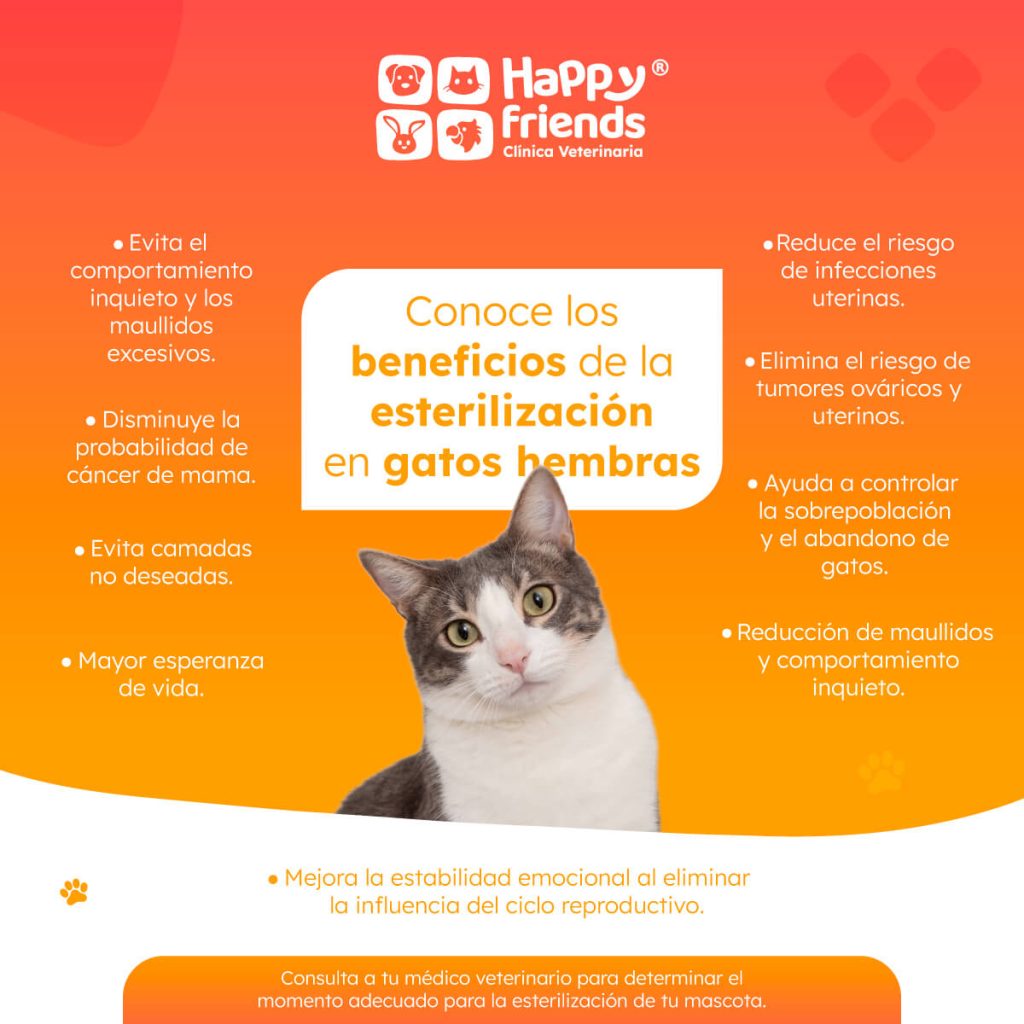 Esterilización en gatas: reduce maullidos, previene cáncer, evita camadas no deseadas y mejora la esperanza de vida.