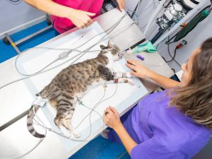 Gato anestesiado en cirugía de esterilización para gatos en clínica veterinaria con procedimientos seguros.