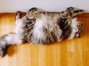 Gato de pelo largo acostado boca arriba en el suelo de madera. Comportamiento relajado.