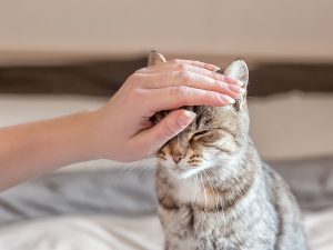 Gato disfruta de la caricia en la cabeza. Cuidados básicos después de su esterilización para gatos.
