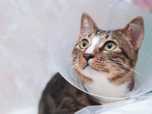 Gato con collar isabelino en recuperación postoperatoria de cirugía de esterilización para gatos.