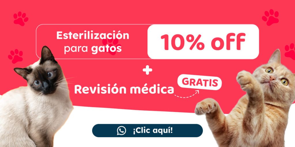 Promoción de esterilización para gatos con 10% de descuento y revisión médica gratis.