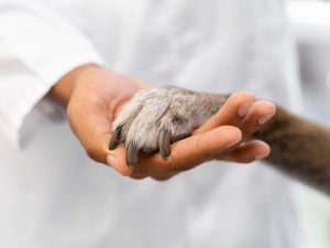 Veterinario en Clínica veterinaria en Toluca sosteniendo la pata de un perro, simbolizando confianza, cuidado en la esterilización y salud canina.