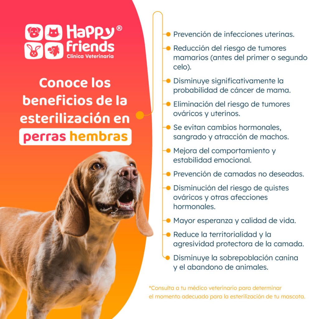 Beneficios de la esterilización en perras hembras: evita infecciones, cáncer y camadas no deseadas.