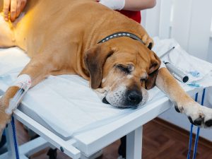  Cirugía de esterilización en perros en clínica veterinaria con anestesia controlada. Esterilización para perros segura con monitoreo especializado.
