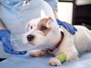 Perro con collar isabelino en recuperación tras cirugía de esterilización canina. 