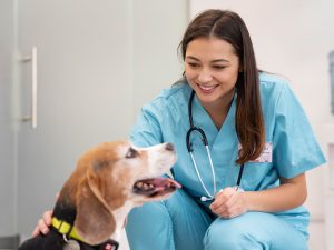 Veterinaria en consulta con perro beagle. Atención profesional, chequeo de salud y bienestar en clínica veterinaria.