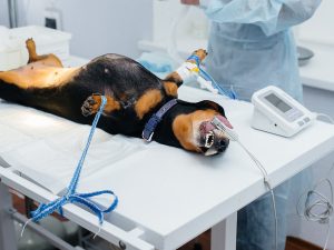 Perro anestesiado en mesa de cirugía. Procedimiento de esterilización para perros en clínica veterinaria.
