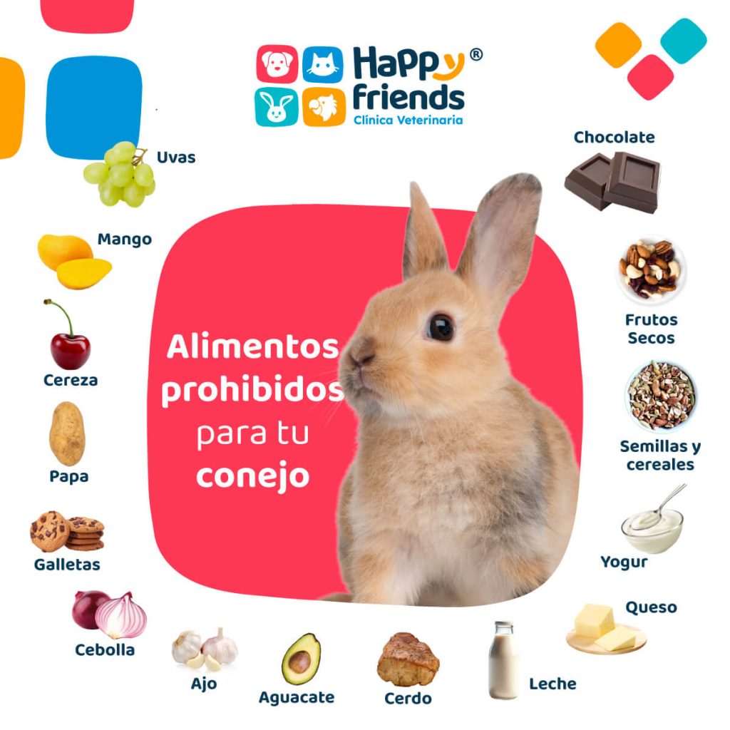 Conejo sobre fondo rojo con lista de alimentos prohibidos para su salud, como chocolate, ajo, aguacate, leche, etc.