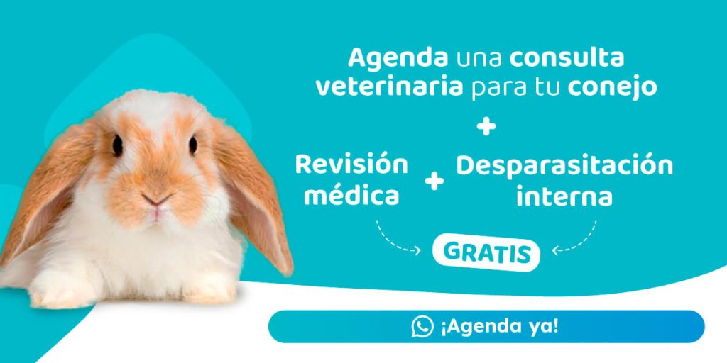 Consulta veterinaria para conejos con revisión médica y desparasitación interna gratis