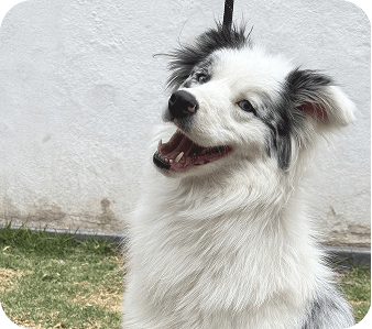 happy_friends_huespedes_01