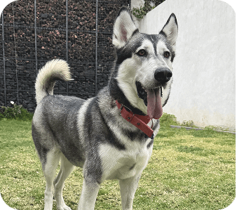 happy_friends_huespedes_10