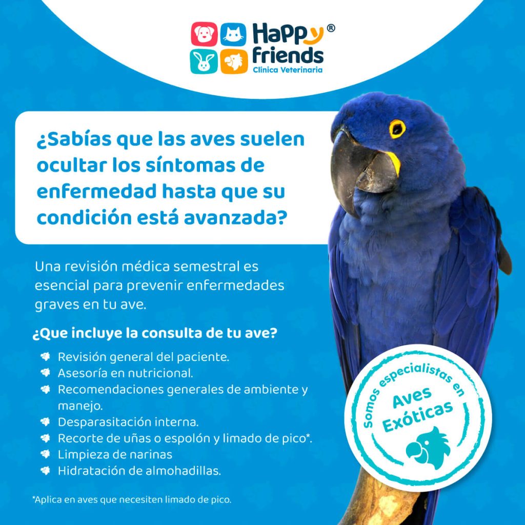 Guacamayo azul con pico negro. Texto sobre la importancia de revisiones médicas para aves y servicios de consulta en Happy Friends.