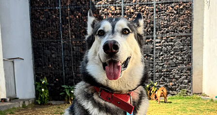 happy-friends-entrenamiento-diagnostico-img-02