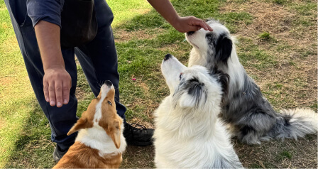 happy-friends-entrenamiento-diagnostico-img-03