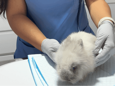 happy-friends-esterilizacion-conejos-porque-elegir-04